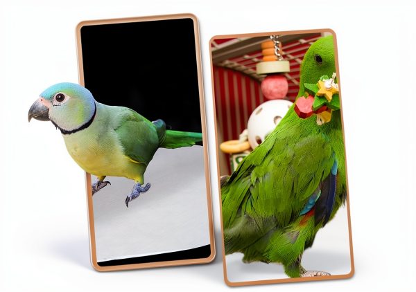 FONDOTIN Bird Cage Liners Disposable Paper Parakeet Supplies-8